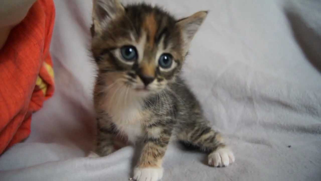 Cute cat