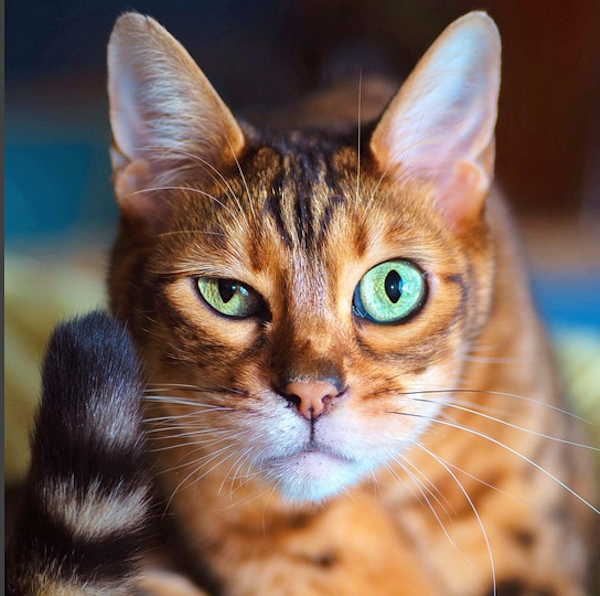 smart cat